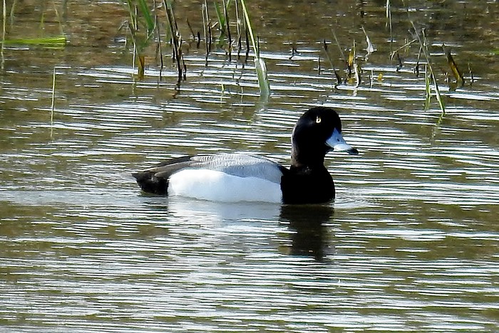 Scaup