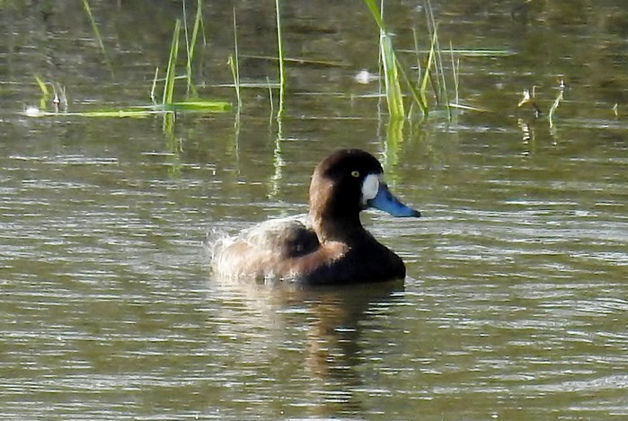 Scaup