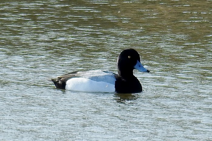 scaup