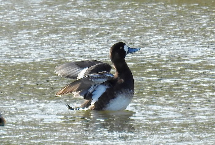 Scaup