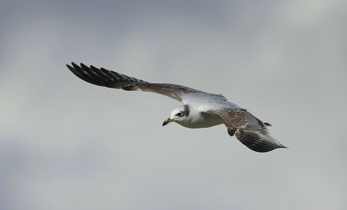 Mediterranean Gull