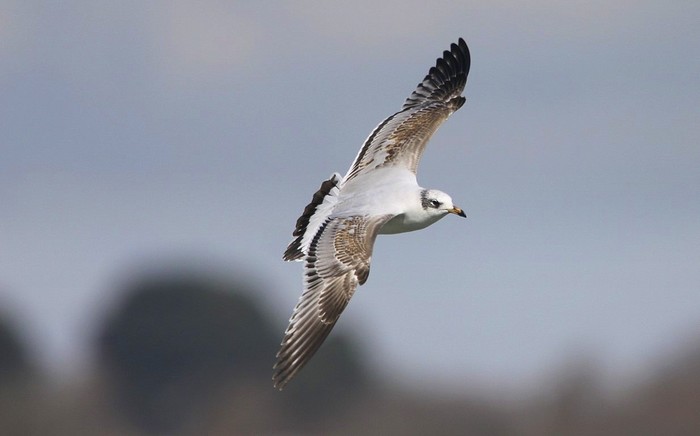 Mediterranean Gull