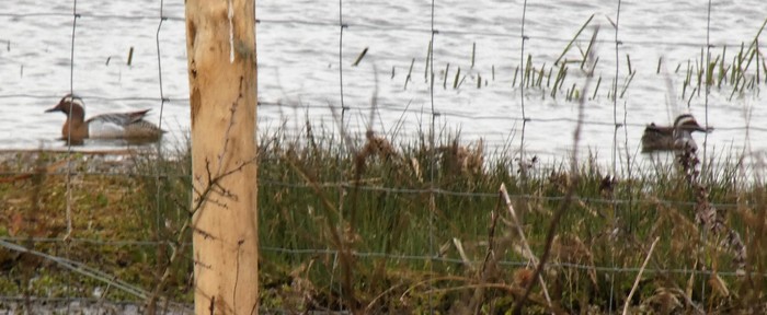 garganey
