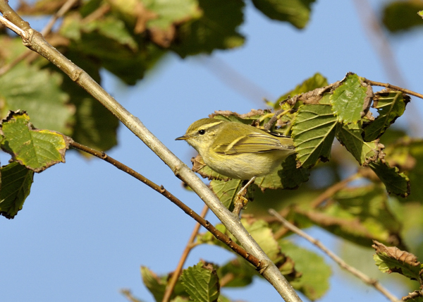 Yellow-browed Warbler