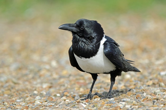 Pied Crow