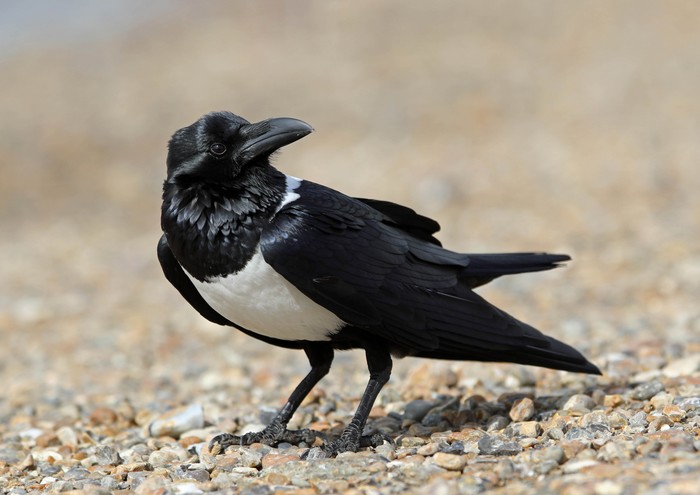 Pied Crow