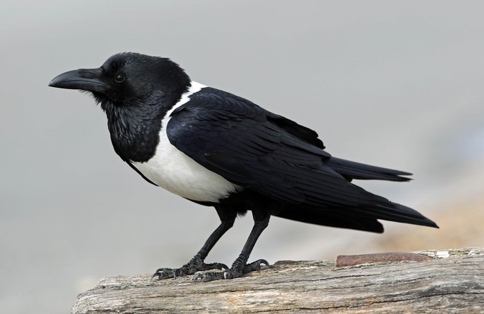 Pied Crow