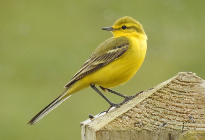 Yellow Wagtail