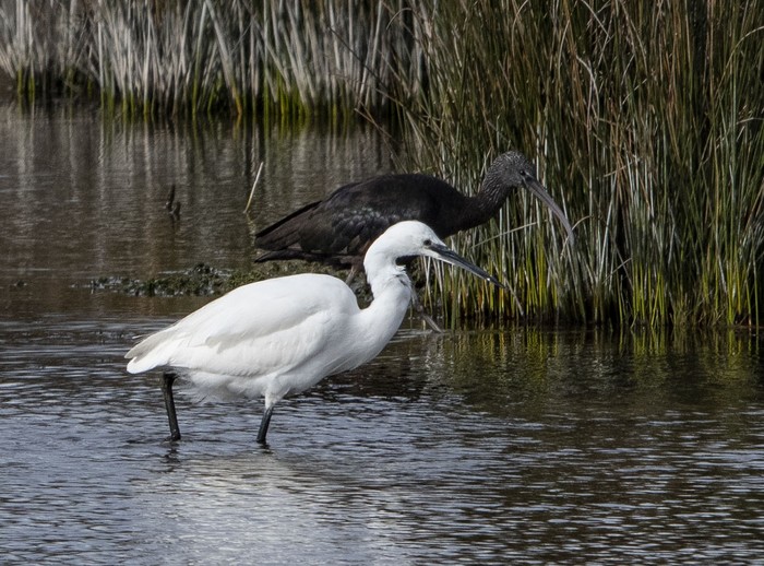Glossy Ibis