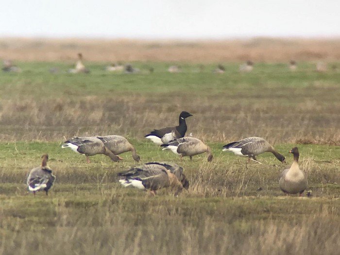 Grey-bellied Brant