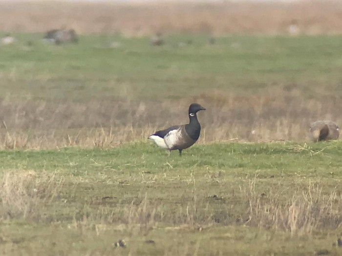 Grey-bellied Brant
