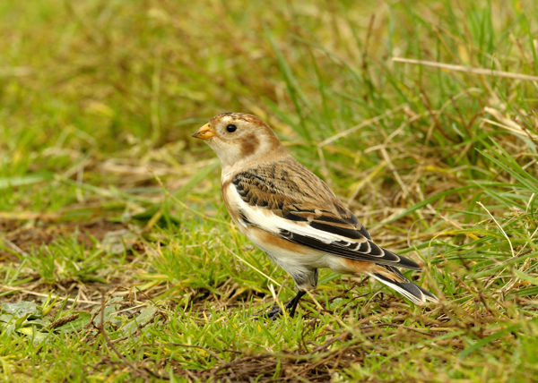 Snow Bunting