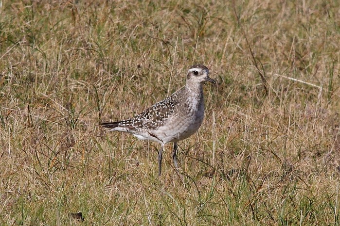 American Golden Plover