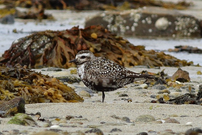 American Golden Plover
