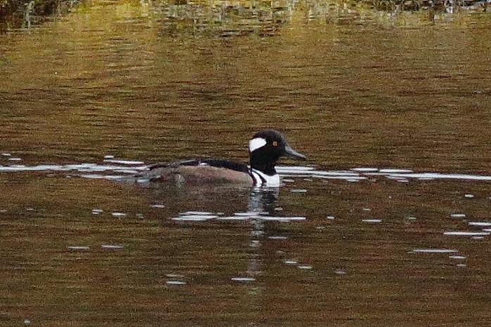 Hooded Merganser