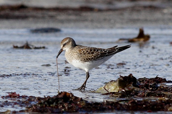 White-rumped Sandpiper