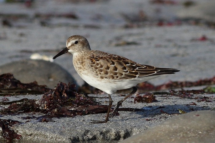 White-rumped Sandpiper