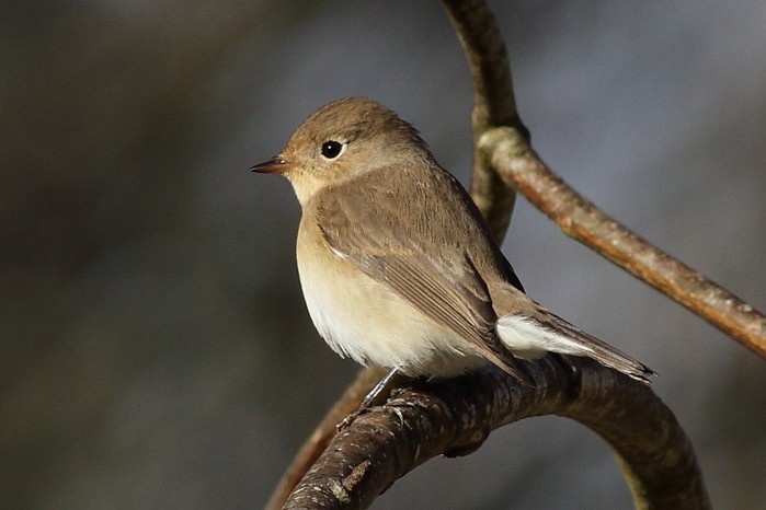 Red-breasted Flycatcher