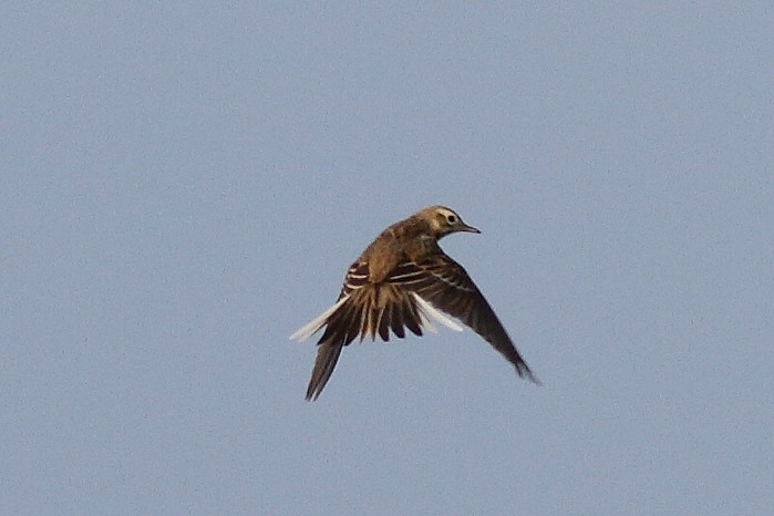 Richard's Pipit