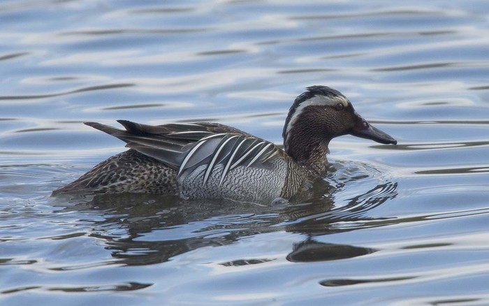 Garganey