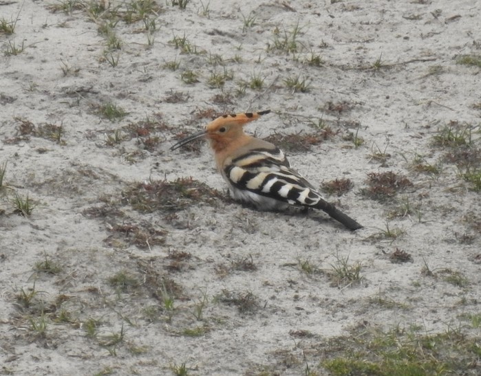 Hoopoe