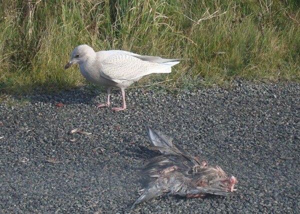 Iceland Gull