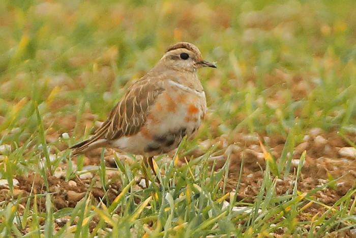 Dotterel