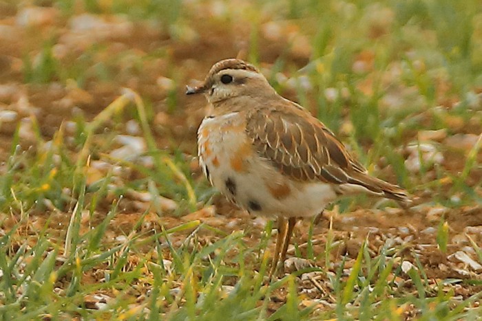 Dotterel