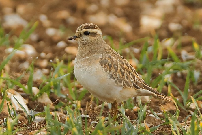Dotterel