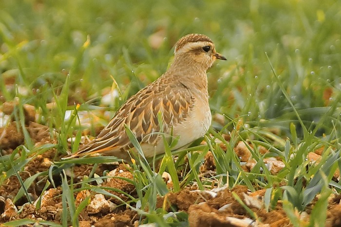 Dotterel