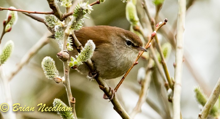 Cetti's Warbler