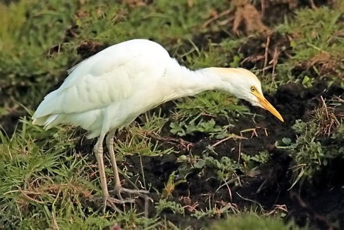 Cattle Egret