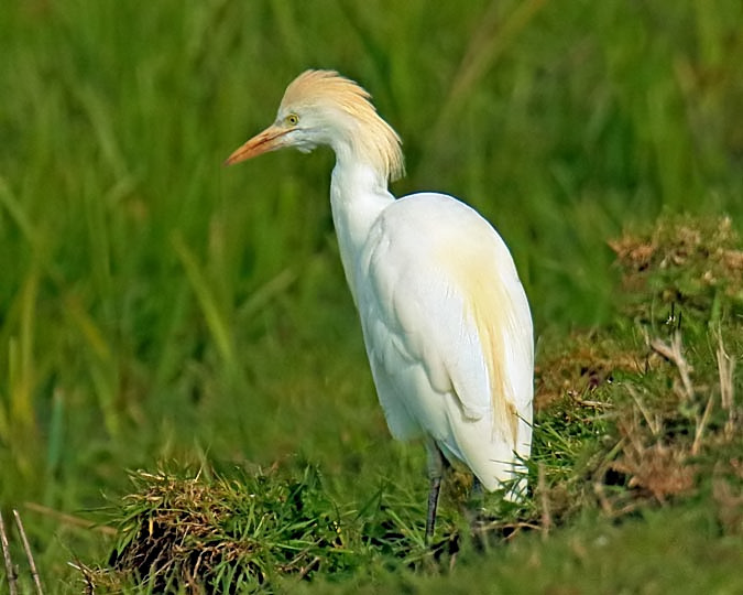 Cattle Egret