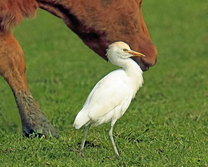 Cattle Egret