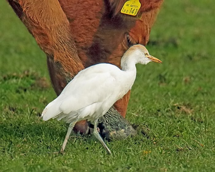 Cattle Egret