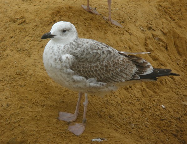 Caspian Gull