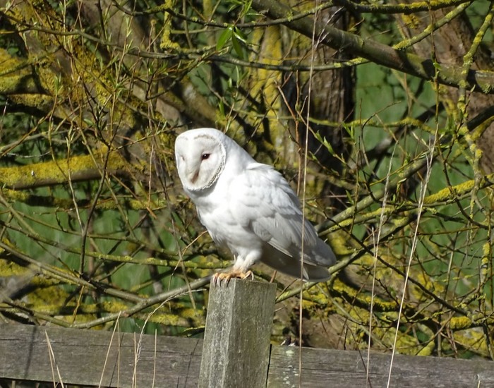 Barn Owl