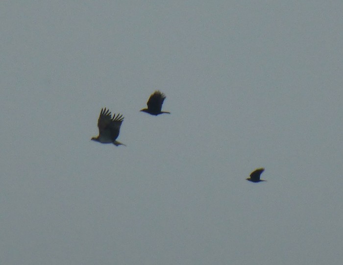 Osprey