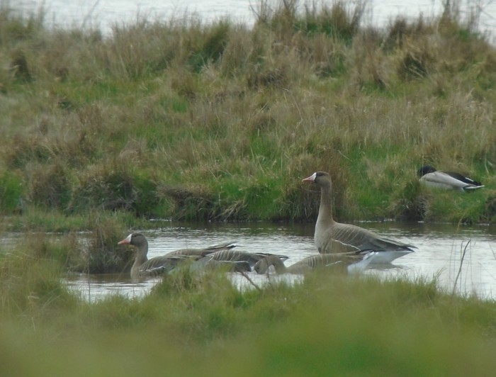 Greenland White-fronted Goose