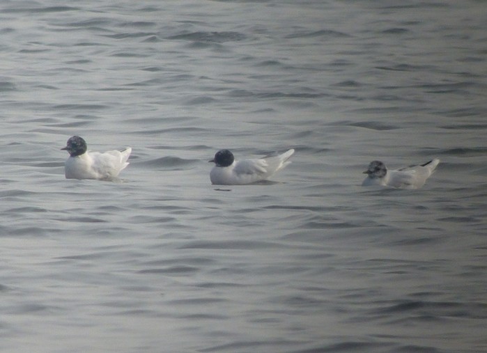 Little Gull