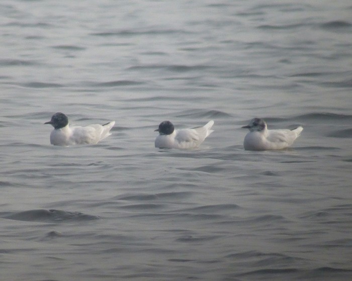 Little Gull