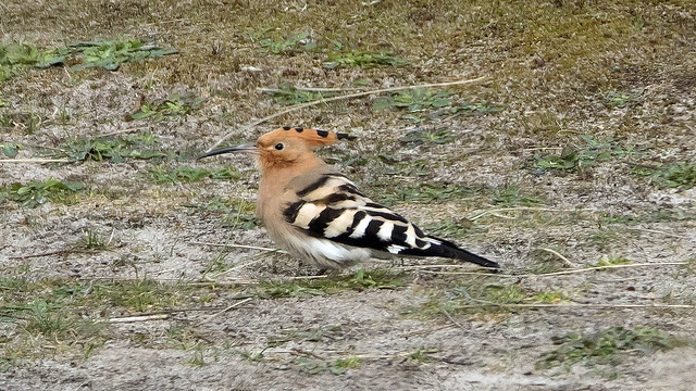 Hoopoe