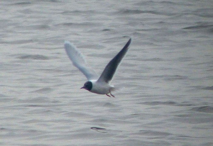 Little Gull
