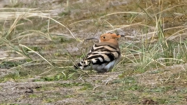 Hoopoe