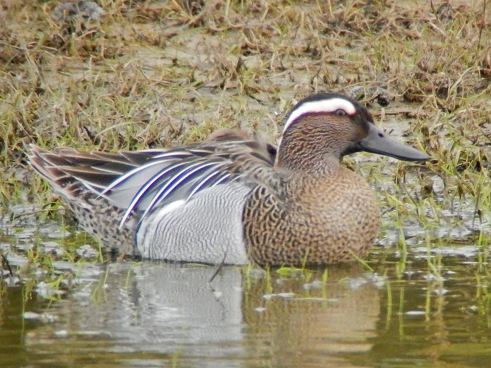 Garganey