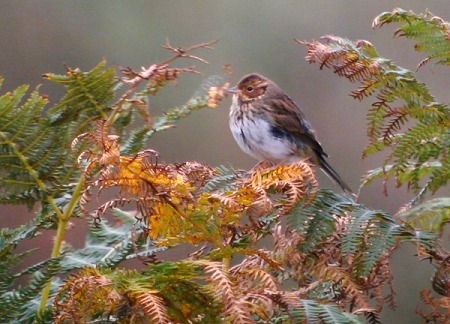 Little Bunting