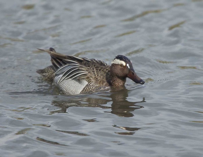 Garganey