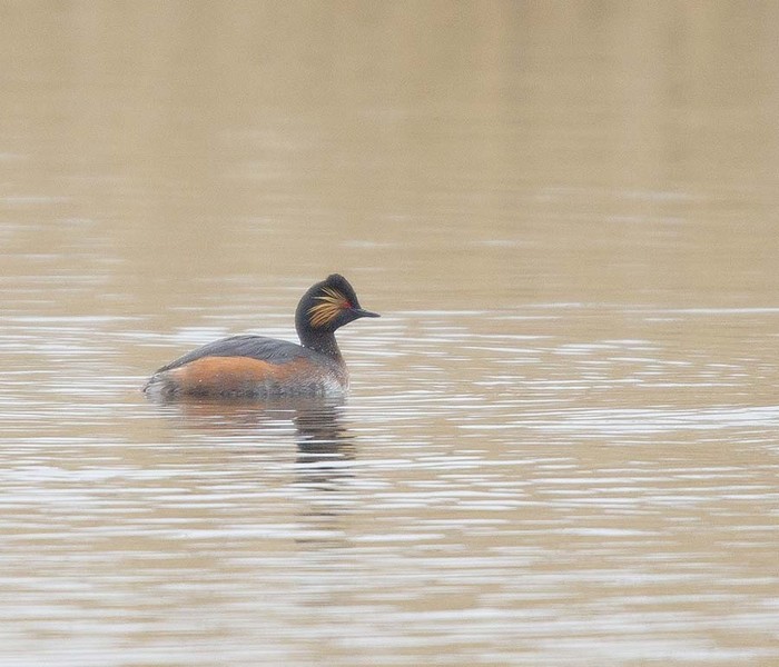 Black-necked Grebe