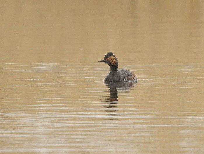 Black-necked Grebe
