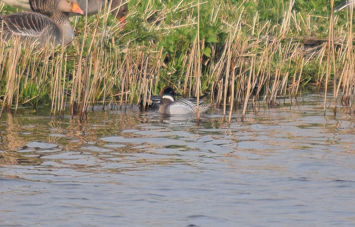 Garganey